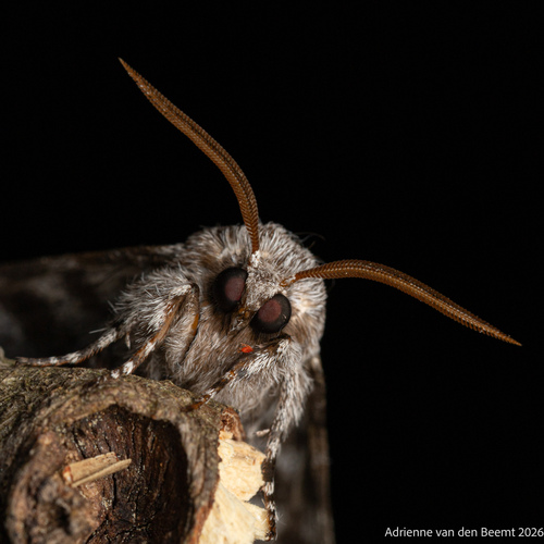 Eastern Panthea Moth photo 6