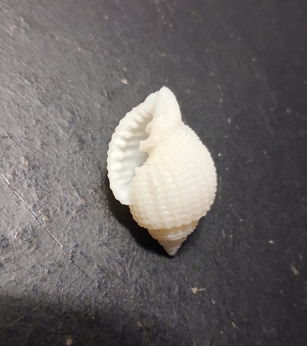 Cancellaria reticulata observed 2026-10-18