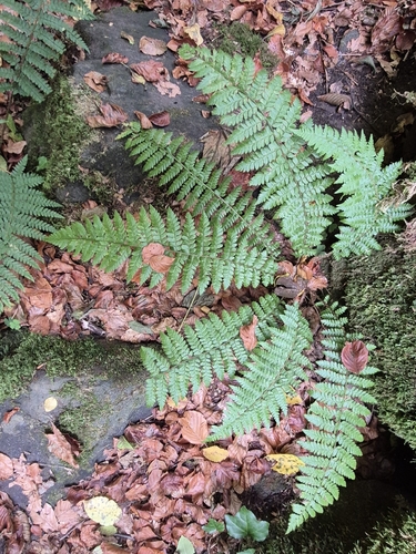 Polystichum braunii, 2026-10-17