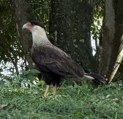 Crested Caracara