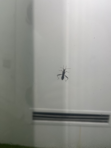 Riptortus pedestris