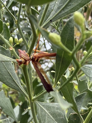 Brown Wasp Mantidfly
