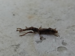 Ulocerus