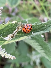 Harmonia axyridis