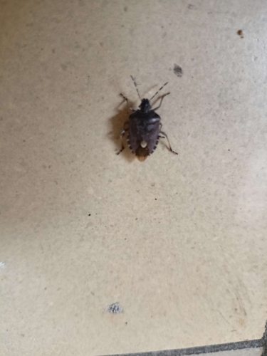 Sloe Bug