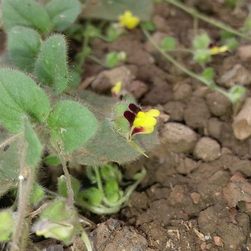 round-leaved fluellen