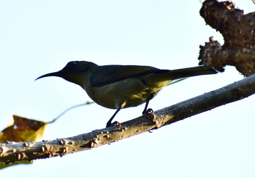 Olive Sunbird (Cyanomitra olivacea), photo 9
