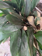 Aspidistra