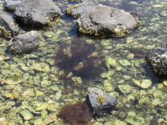 Gracilariopsis