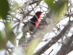 Rhodinocichla rosea
