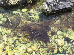 Gracilariopsis