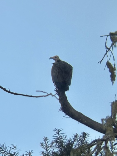 iNaturalist image