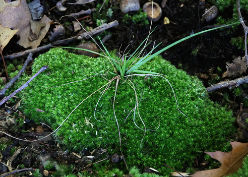 Danthonia spicata observed 2026-10-17