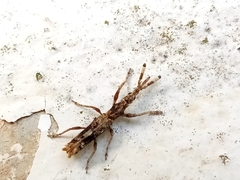 Ulocerus
