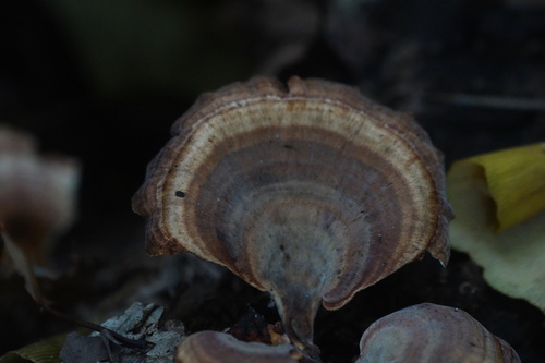 Microporus affinis observed 2026-10-18