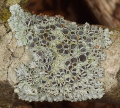 Physcia pumilior