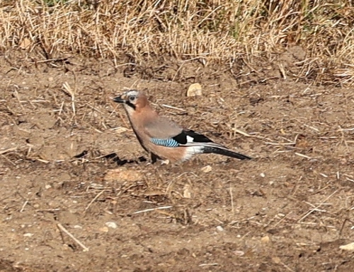 Eurasian Jay
