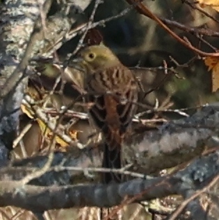 Yellowhammer