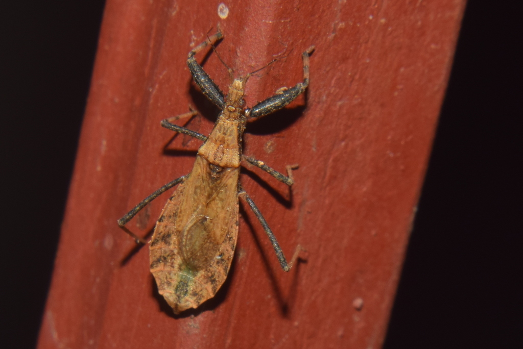 Streptophorocoris