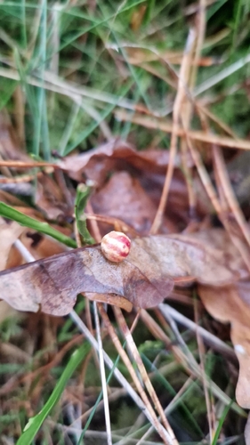 Striped Pea Gall Wasp
