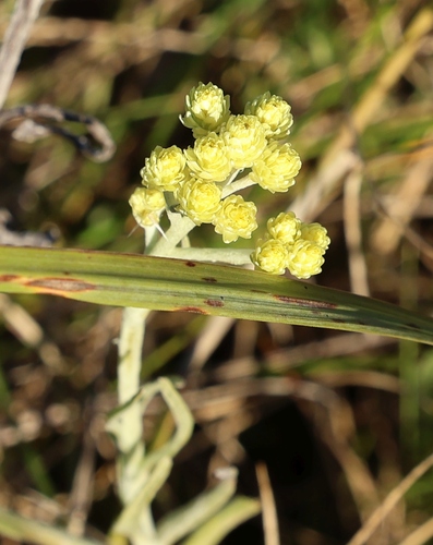 Dwarf Everlasting