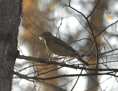 Turdus ruficollis observed 2026-10-18