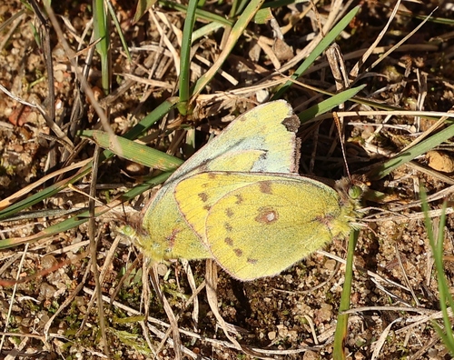 Pale Clouded Yellow