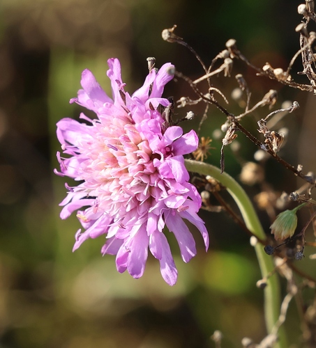 Field Scabious