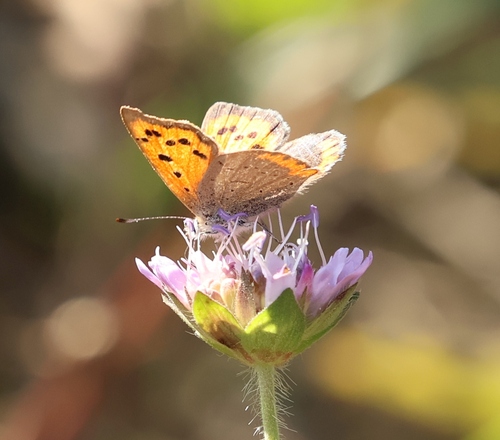 Small Copper