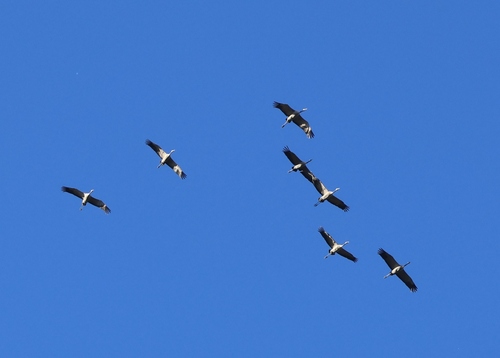 Common Crane