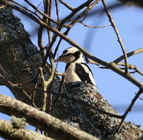 Great Spotted Woodpecker