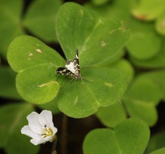 Trichodezia californiata