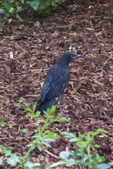 Corvus