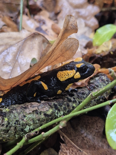 Fire Salamander