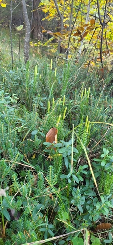 interrupted clubmoss