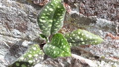 Pulmonaria saccharata