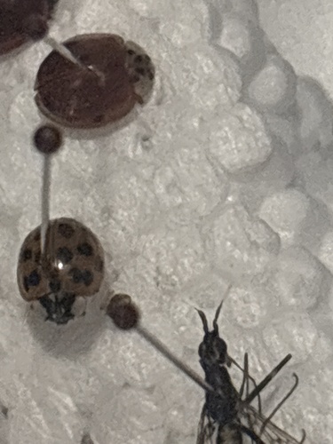 Asian Lady Beetle
