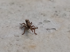 Ulocerus