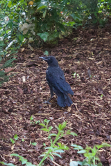 Corvus