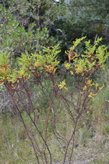 Hypericum cuatrecasii