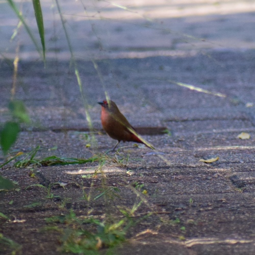 African Firefinch (Lagonosticta rubricata), photo 5