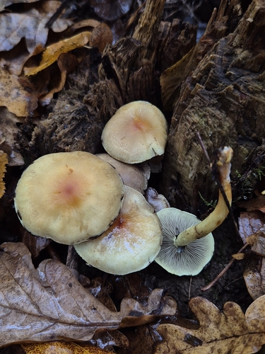 Sulphur Tuft