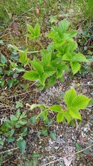 Rubus saxatilis