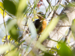 Rhodinocichla rosea