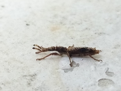 Ulocerus
