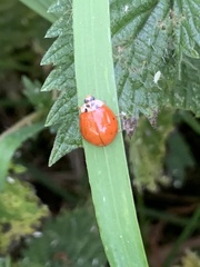 Harmonia axyridis