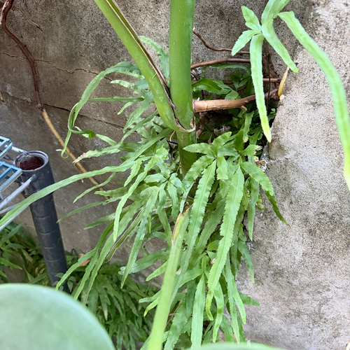 Pteris multifida observed 2026-10-18