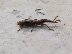 Ulocerus