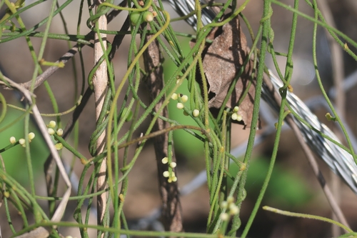 Cassytha filiformis observed 2026-10-18