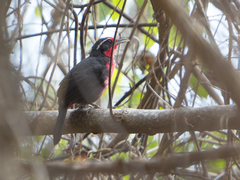 Rhodinocichla rosea